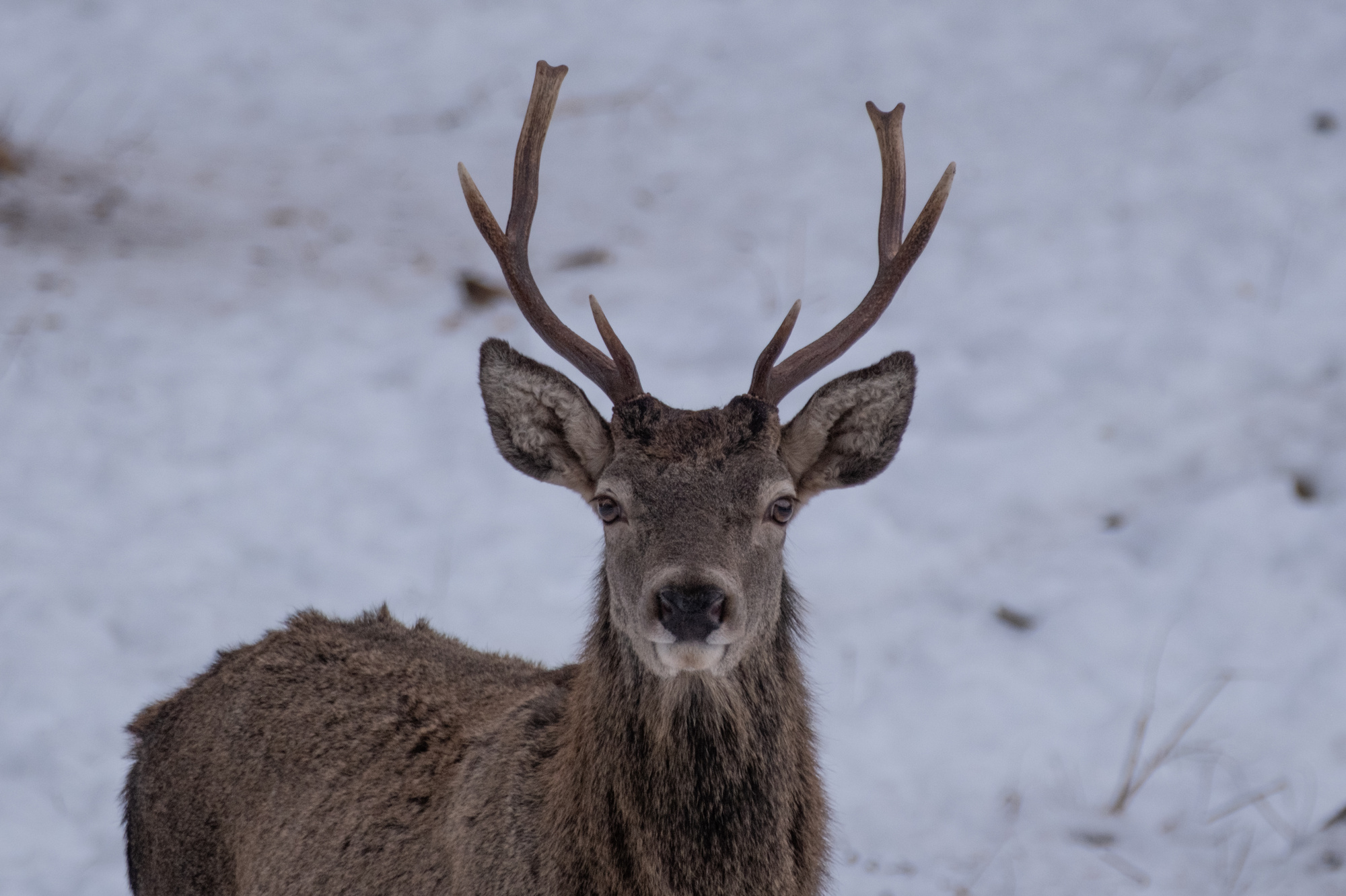 Rotwild bei der Wildfütterung
