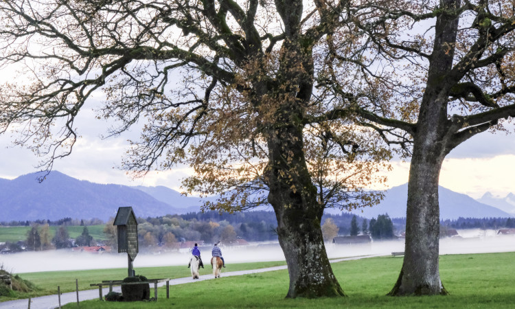 Wiesen nach Königsdorf Wiesen nach Königsdorf