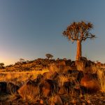 Georg Dengler
Namibia Köcherbaum Georg Dengler Namibia Köcherbaum