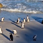 Heidi Herrnböck
Südafrika Brillenpinguine Heidi Herrnböck