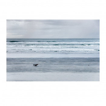 Der Hund vom Westport Beach