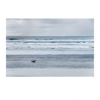 Der Hund vom Westport Beach