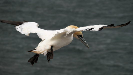Basstölpel über Helgoland