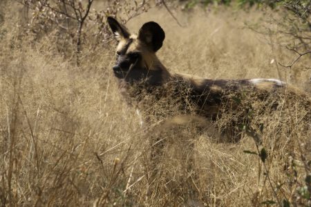 Wildhund in Namibia