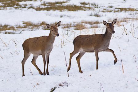 Garmisch-Wildfütterung