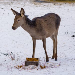 Garmisch-Wildfütterung