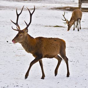Garmisch-Wildfütterung