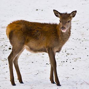Garmisch-Wildfütterung