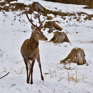 Garmisch-Wildfütterung