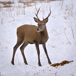 Garmisch-Wildfütterung