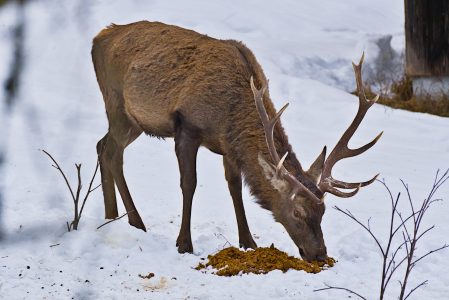 Garmisch-Wildfütterung