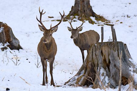 Garmisch-Wildfütterung