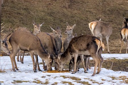 Garmisch-Wildfütterung
