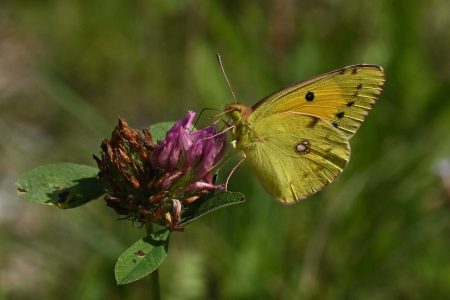 Colias croceus - Wander-Gelbling