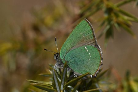 Callophrys rubi - Grüner Zipfelfalter