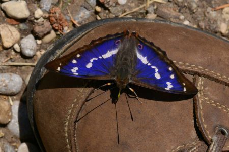 Apatura iris - Großer Schillerfalter