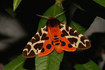 10598 Arctia caja - Brauner Bär