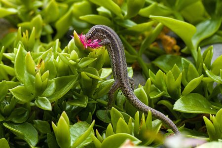 Susanne_Madeira_Eidechse