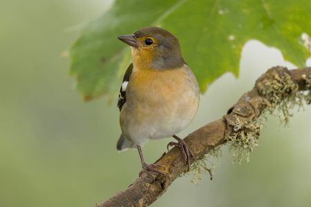 Susanne_Madeirabuchfink