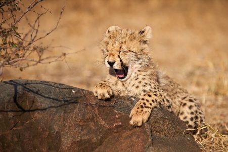 (c) 2009 Thomas Herrman, Teleteach