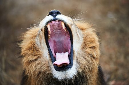 (c) 2009 Thomas Herrman, Teleteach