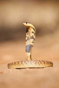 (c) 2009 Thomas Herrman, Teleteach